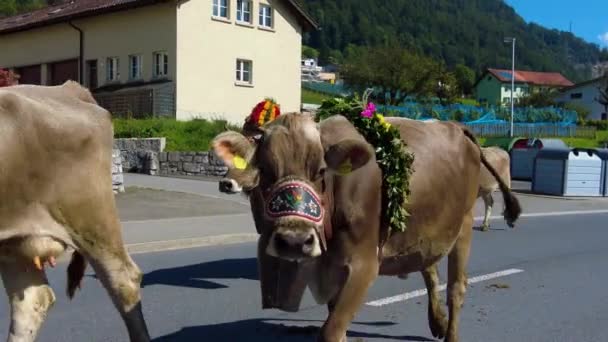 스위스에서 끝나갈 소떼를 산에서 계곡으로 내려가는 — 비디오