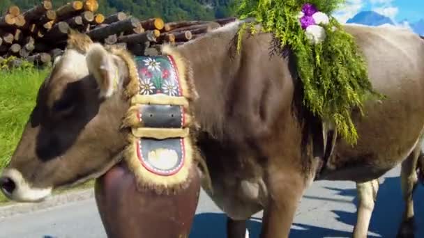 Полювання Корів Гір Долини Наприкінці Літа Швейцарії — стокове відео