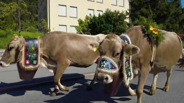 Poursuite Des Vaches Montagne Vallée Fin Été Suisse — Video