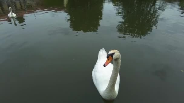 曇った夏の日にドイツのBietigheim Bissingenの町のEnz川に浮かぶ白鳥 — ストック動画