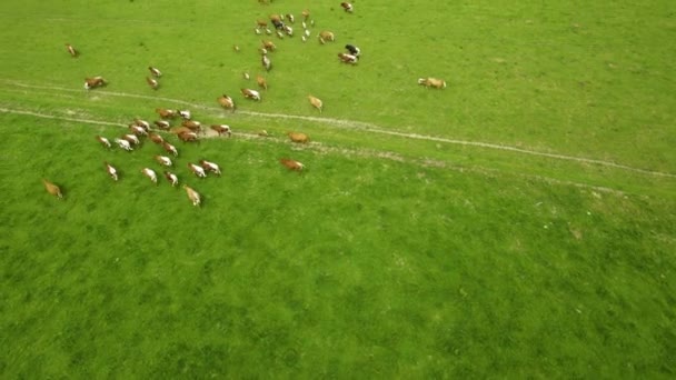 Aérea Vacas Que Pastan Una Colina Que Escapan Lentamente — Vídeos de Stock