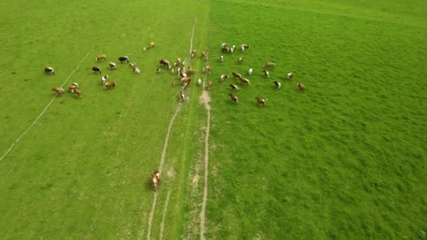 Vacas Que Pastam Uma Colina Que Lentamente Fugindo — Vídeo de Stock