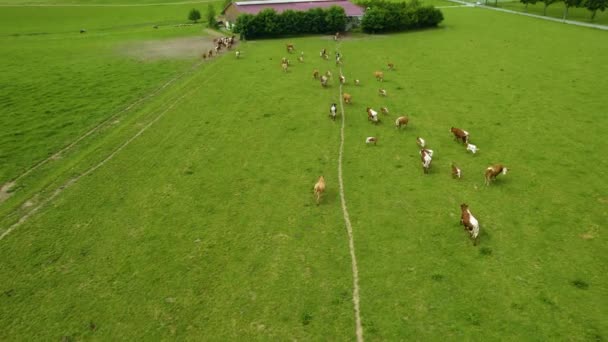 Повітряні Корови Пасуться Пагорбі Повільно Тікають — стокове відео