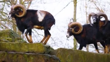İki Mouflon 'u kapat, sonbaharda güneşli bir günde etrafı kolaçan et