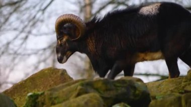 İki Mouflon 'u kapat, sonbaharda güneşli bir günde etrafı kolaçan et