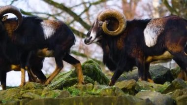 İki Mouflon 'u kapat, sonbaharda güneşli bir günde etrafı kolaçan et
