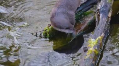  Sonbaharda güneşli bir günde bir göletin yanındaki kayanın üzerinde su samurunun yakınına.