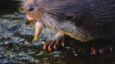  Sonbaharda güneşli bir günde bir göletin yanındaki kayanın üzerinde su samurunun yakınına.