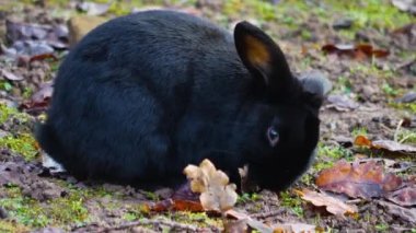  Siyah cüce tavşana yaklaş. Yerde otururken.
