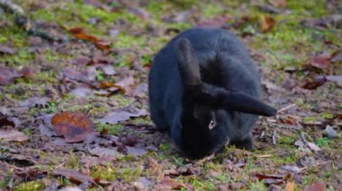  Siyah cüce tavşana yaklaş. Yerde otururken.