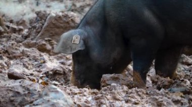 Evcil domuzları araştırın ve toprağı kazın.