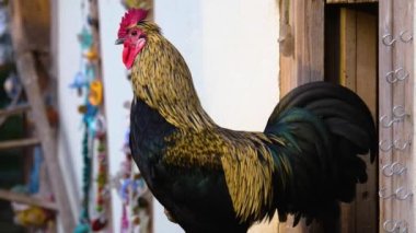  Horoz 'un etrafını sarın.
