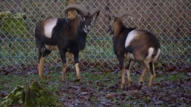 Close Two Mouflon Ram Fighting Sunny Day Autumn — Stockvideo