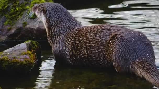 Primer Plano Nutria Una Roca Junto Estanque Día Soleado Otoño — Vídeos de Stock