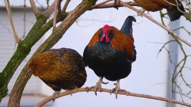一只鸡和一只公鸡围坐在一起 — 图库视频影像