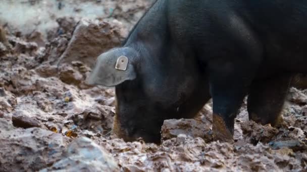 Close Domestic Pig Searching Digging Dirt Mud — Stock Video