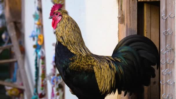 Vicino Rooster Piedi — Video Stock