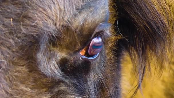 Primer Plano Bison Cabeza Tendida Suelo Día Soleado Otoño — Vídeo de stock