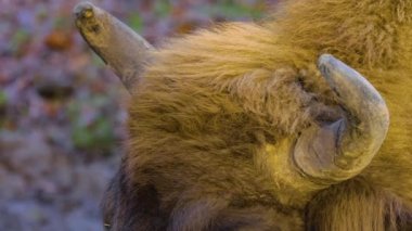 Sonbaharda güneşli bir günde yerde yatan bizon kafasını kapat.