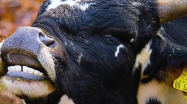 Yazın güneşli bir günde ormanda zebu ineğinin kapanışı..