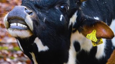 Yazın güneşli bir günde ormanda zebu ineğinin kapanışı..