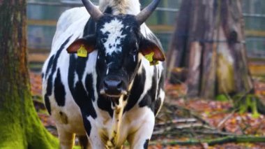 Yazın güneşli bir günde ormanda zebu ineğinin kapanışı..