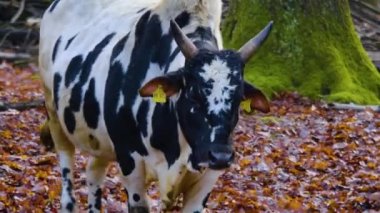 Yazın güneşli bir günde ormanda zebu ineğinin kapanışı..