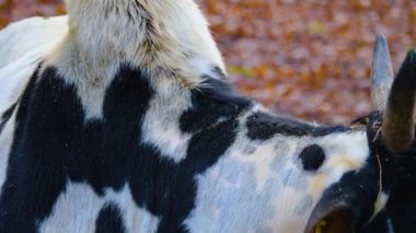 Yazın güneşli bir günde ormanda zebu ineğinin kapanışı..