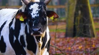 Yazın güneşli bir günde ormanda zebu ineğinin kapanışı..