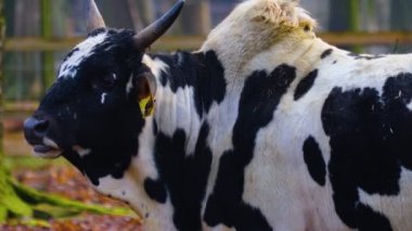 Yazın güneşli bir günde ormanda zebu ineğinin kapanışı..