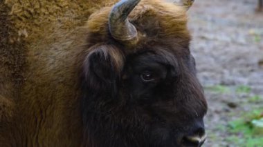 Sonbaharda güneşli bir günde yerde yatan bizon kafasını kapat.