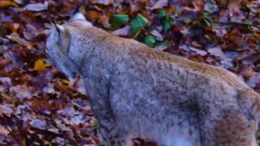  Sonbaharın güneşli bir gününde ormanda vaşak kedisine yakın.