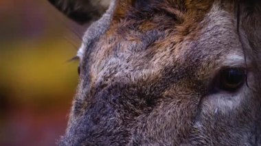 Ormandaki kızıl geyik kafasının yakınına.