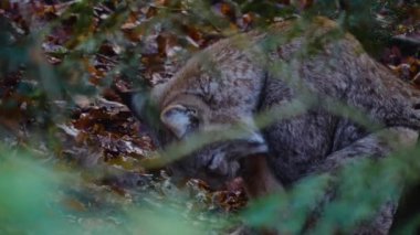  Sonbaharın güneşli bir gününde ormanda vaşak kedisine yakın.