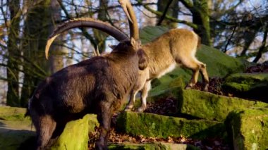 Güneşli bir günde sonbaharda dövüşmek üzere olan dağ keçisinin yakınına.