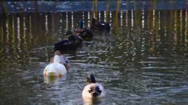  Gölde yüzen ördeklerin yakınına.