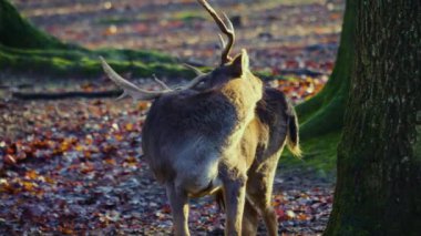 Sonbaharın güneşli bir gününde, ormanda erkek baraj geyiğine yaklaşıyoruz.