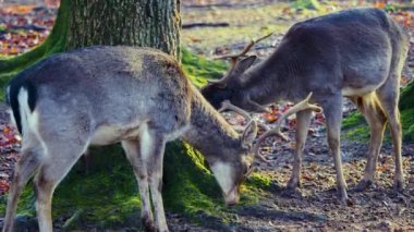 Sonbaharın güneşli bir gününde, ormanda erkek baraj geyiğine yaklaşıyoruz.