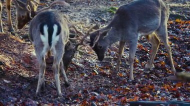 Sonbaharın güneşli bir gününde, ormanda erkek baraj geyiğine yaklaşıyoruz.