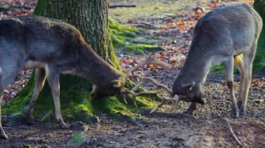 Sonbaharın güneşli bir gününde, ormanda erkek baraj geyiğine yaklaşıyoruz.