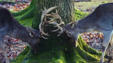 Sonbaharın güneşli bir gününde, ormanda erkek baraj geyiğine yaklaşıyoruz.