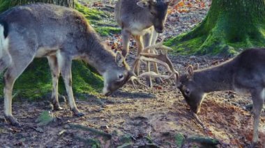 Sonbaharın güneşli bir gününde, ormanda erkek baraj geyiğine yaklaşıyoruz.