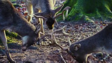 Sonbaharın güneşli bir gününde, ormanda erkek baraj geyiğine yaklaşıyoruz.