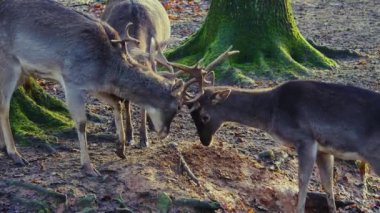 Sonbaharın güneşli bir gününde, ormanda erkek baraj geyiğine yaklaşıyoruz.