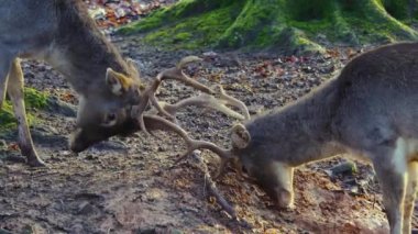 Sonbaharın güneşli bir gününde, ormanda erkek baraj geyiğine yaklaşıyoruz.