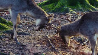 Sonbaharın güneşli bir gününde, ormanda erkek baraj geyiğine yaklaşıyoruz.