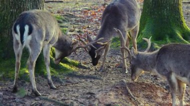 Sonbaharın güneşli bir gününde, ormanda erkek baraj geyiğine yaklaşıyoruz.