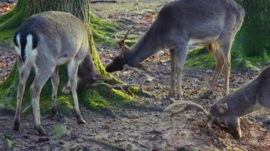 Sonbaharın güneşli bir gününde, ormanda erkek baraj geyiğine yaklaşıyoruz.