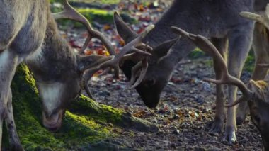 Sonbaharın güneşli bir gününde, ormanda erkek baraj geyiğine yaklaşıyoruz.