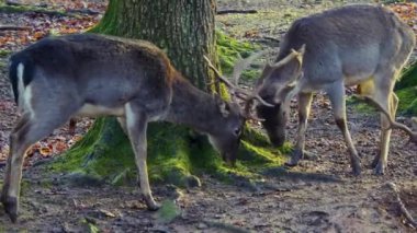Sonbaharın güneşli bir gününde, ormanda erkek baraj geyiğine yaklaşıyoruz.